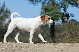 PARSON RUSSEL TERRIER 021